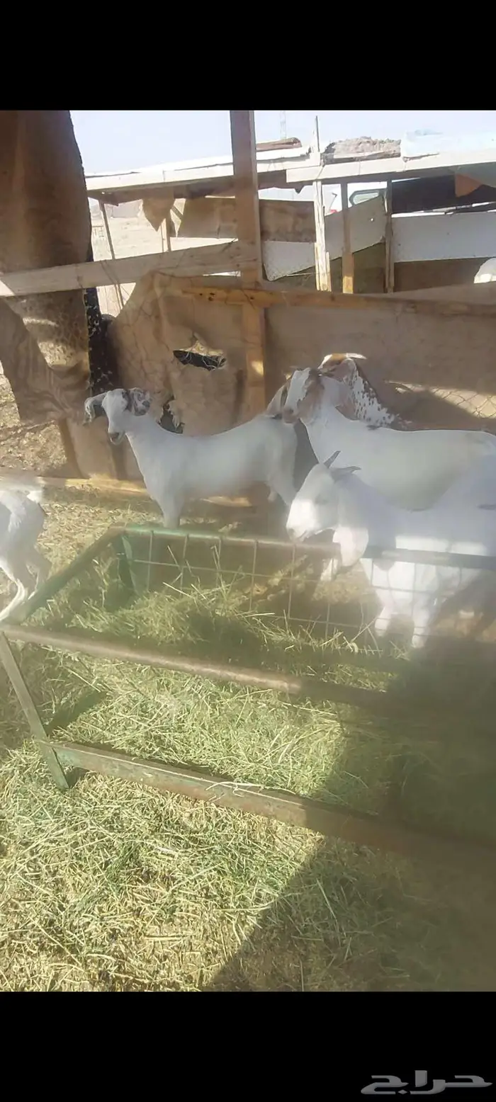جفااار مقاني . ومعزا خلفات وفحل ادهم جذع 0