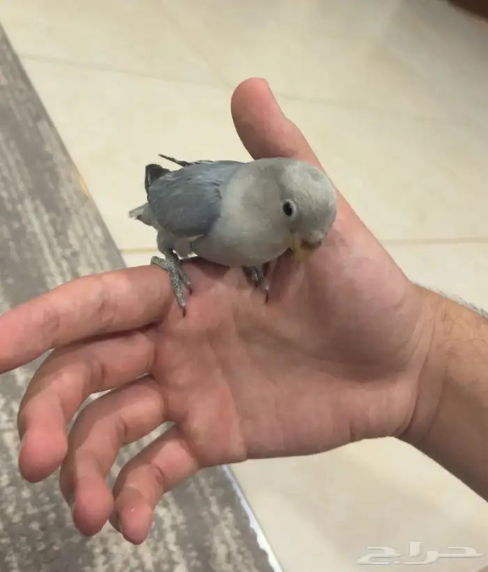 ببغاء روز صغير للبيع 1