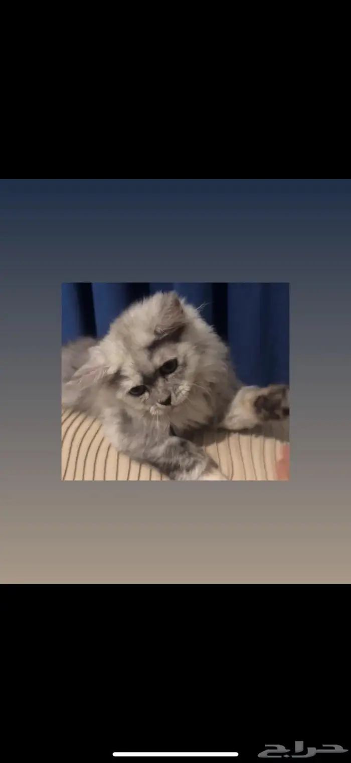 قطوه انثى للببع 0