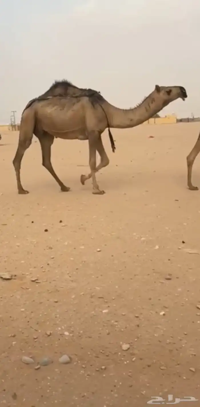 جذعه تحتها بكره كفو 1