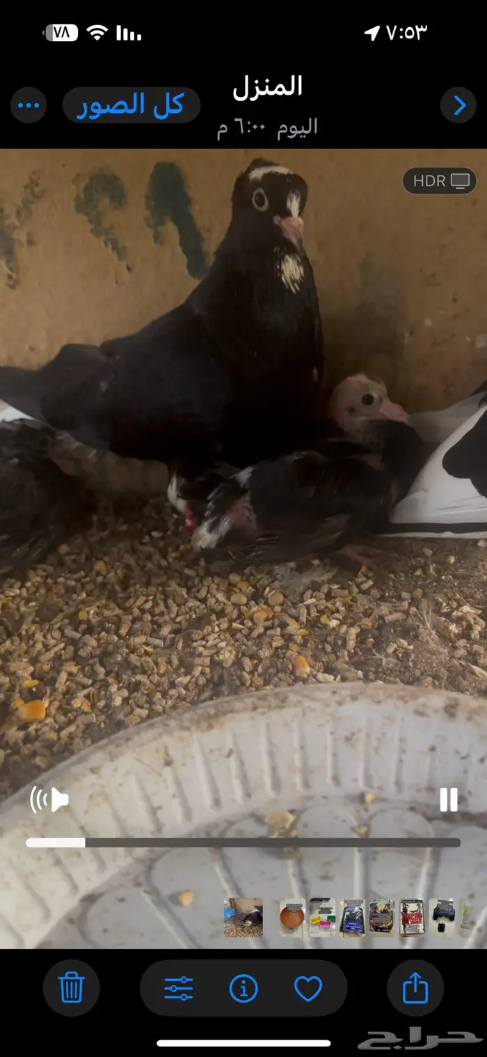 جوز حمام قلابي منتج مع فرخين 0