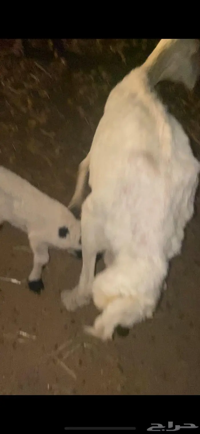 حريه متبع 1