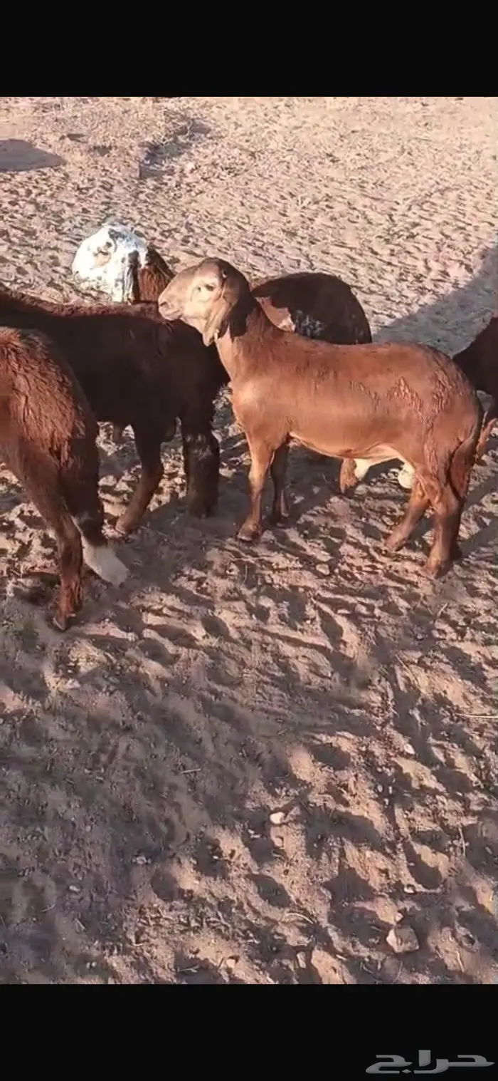10 سواكني حمر 7