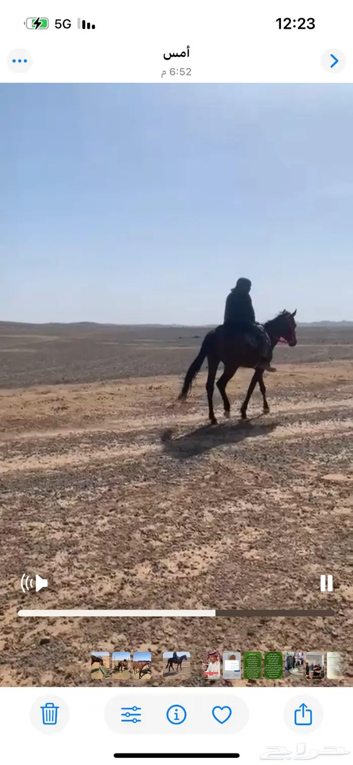 حصان للبيع 0