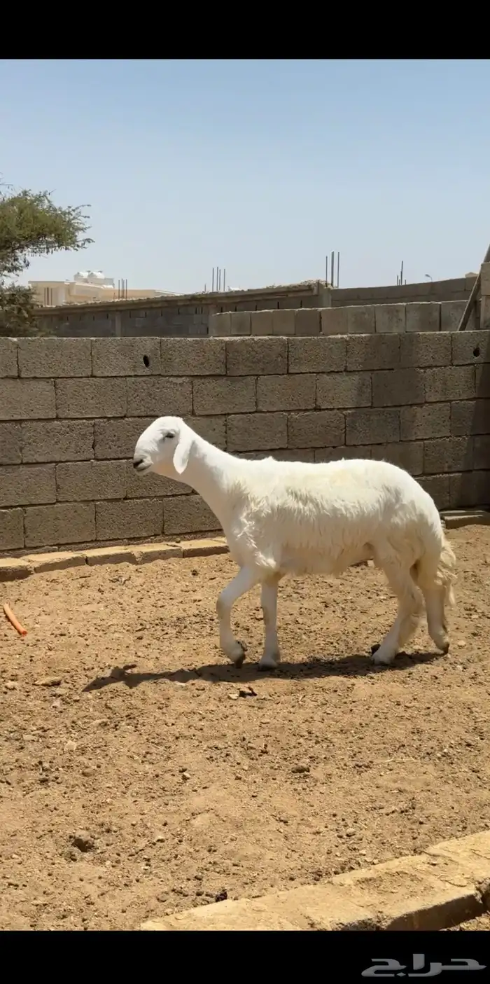 مشروع فحل صنف فاخر ( تم البيع ) 0
