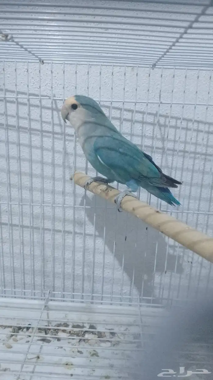 طيور روز جاهزه للإنتاج 1