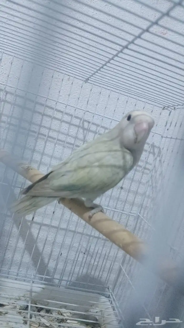 طيور روز جاهزه للإنتاج 0