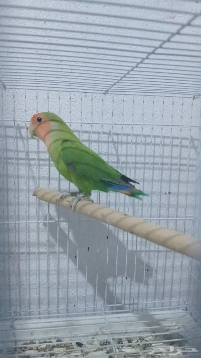 طيور روز جاهزه للإنتاج 3