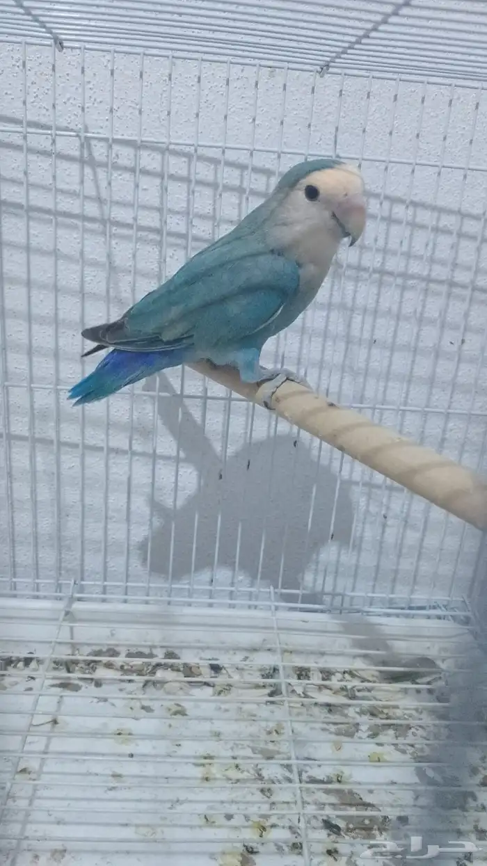 طيور روز جاهزه للإنتاج 2