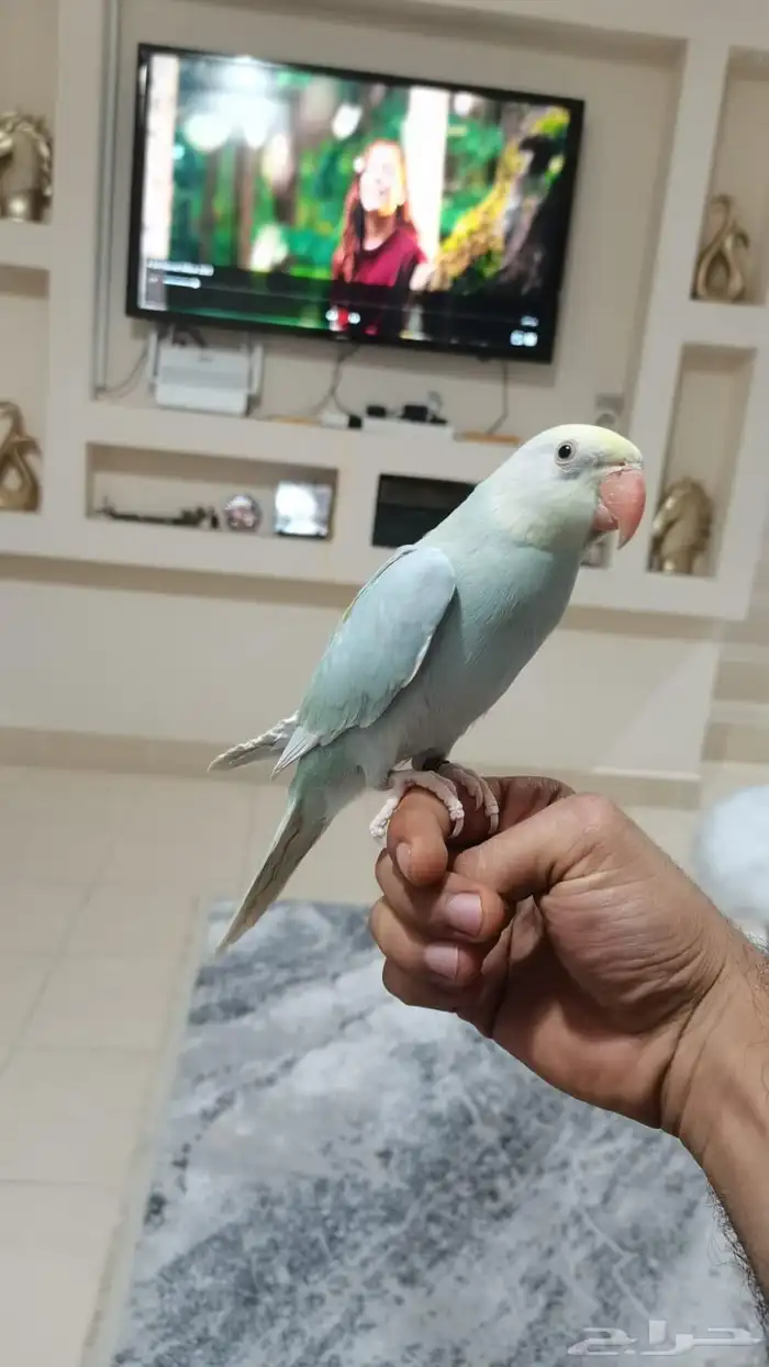 دره 0