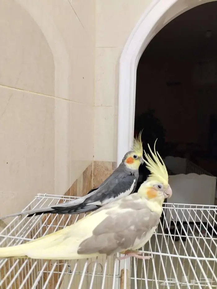 جوز كوكتيل منتج نص ولافة للبيع 0