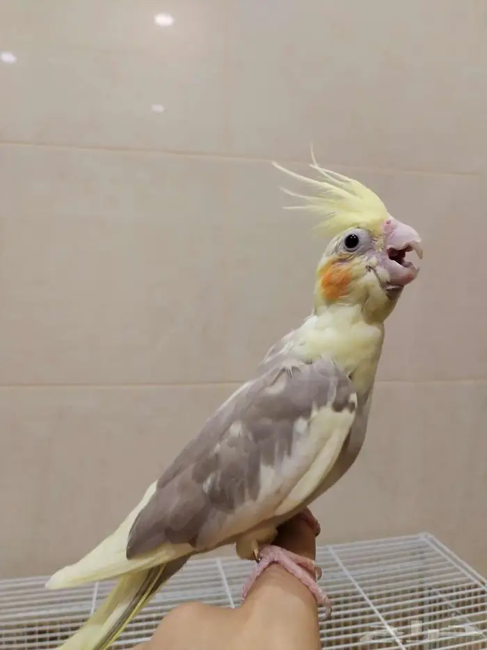 جوز كوكتيل منتج نص ولافة للبيع 5