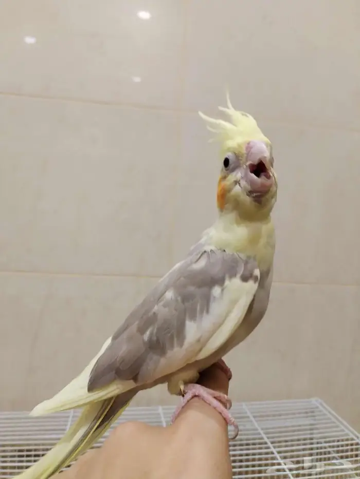 جوز كوكتيل منتج نص ولافة للبيع 1