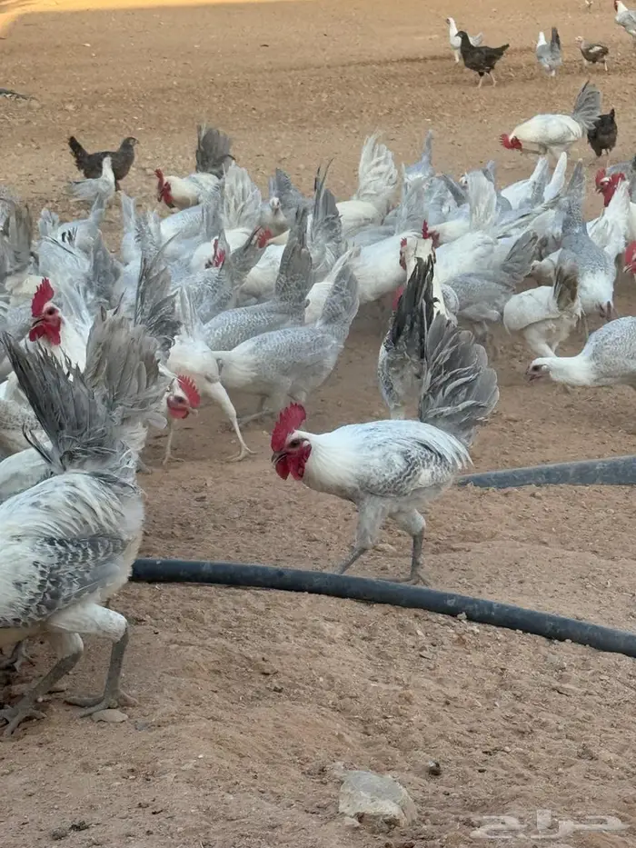دجاج فيومي المنيوم 2