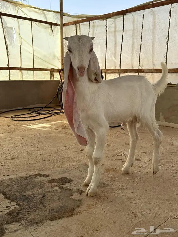 مشاريع فحول مطورات 2