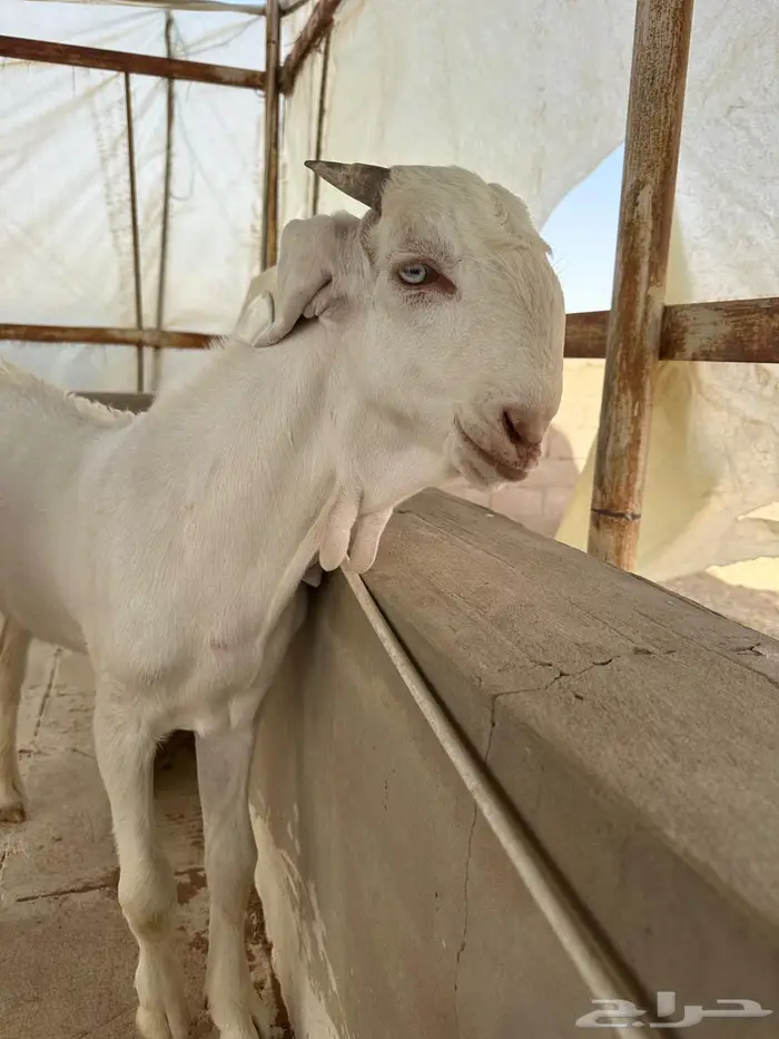 مشاريع فحول مطورات 3