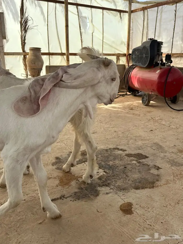مشاريع فحول مطورات 4
