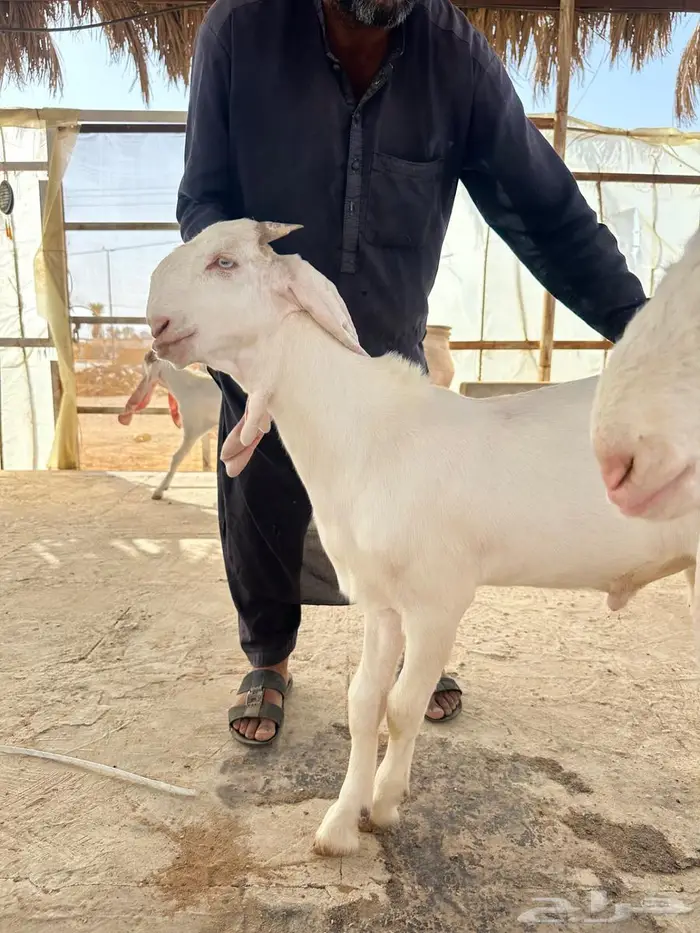 مشاريع فحول مطورات 0