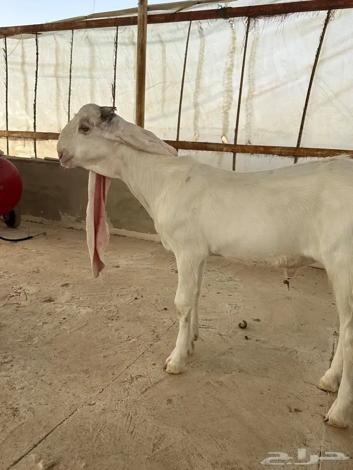 مشاريع فحول مطورات 9