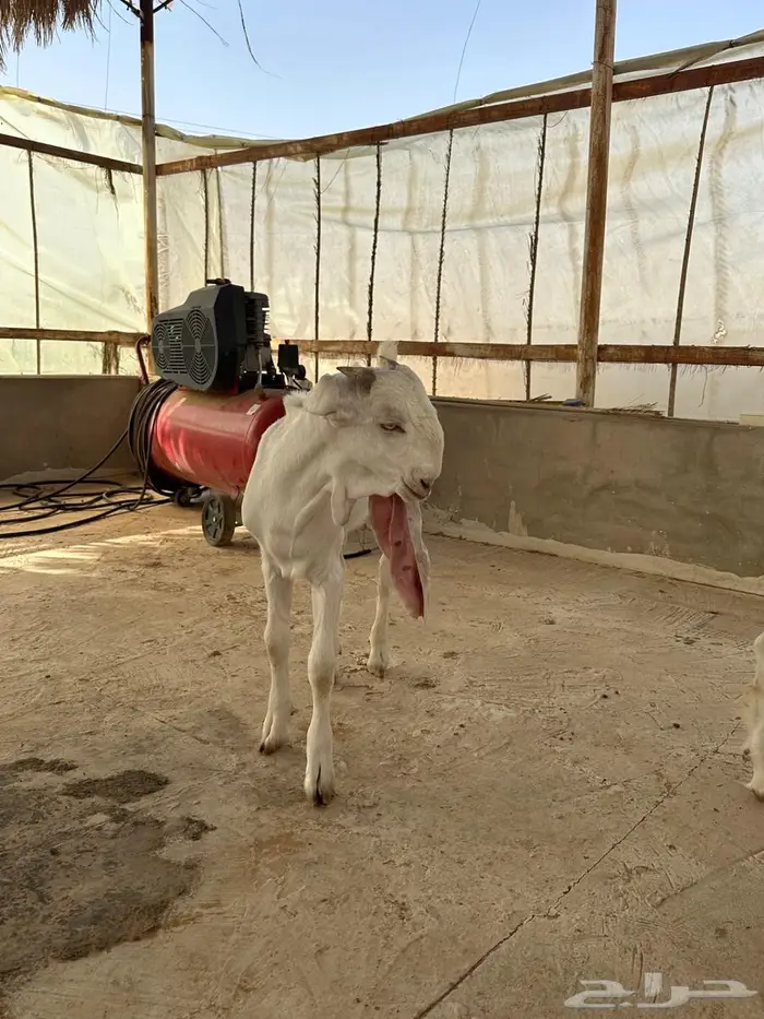 مشاريع فحول مطورات 1