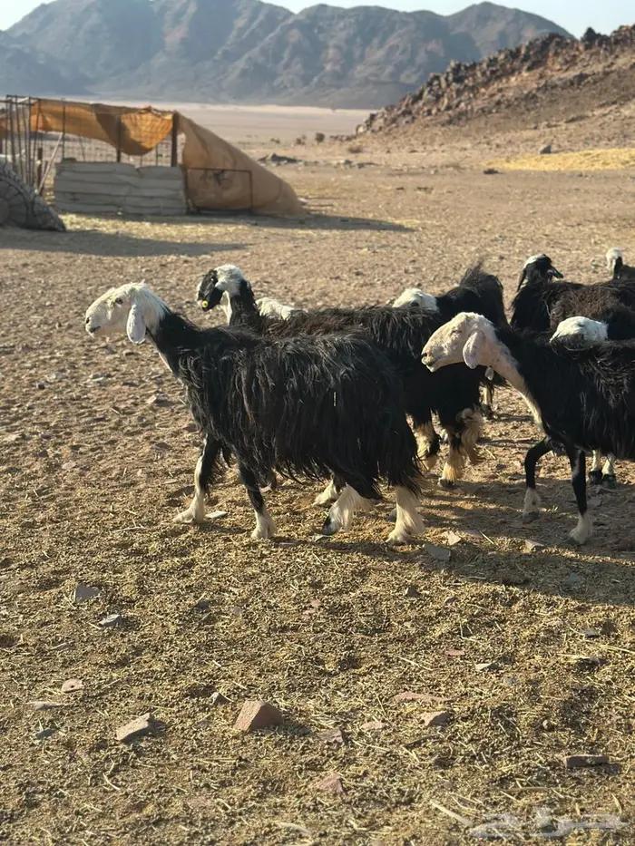 نعاج نجد طيبه(تم البيع ) 2