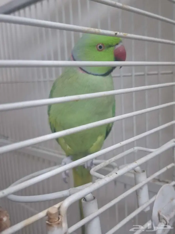 ذكر دره هندي سبق سبق و انتج 0