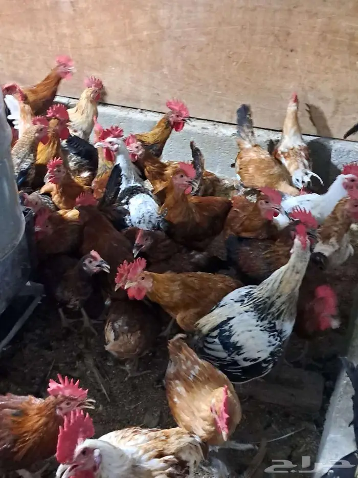 ديوك بلدي عمر 6 اشهر العدد 400 من 15 ريال 2