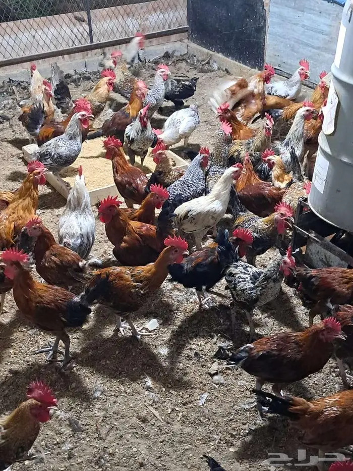 ديوك بلدي عمر 6 اشهر العدد 400 من 15 ريال 0