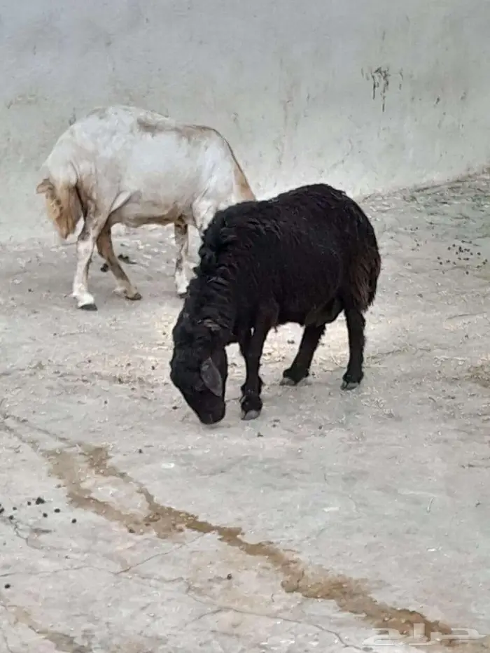 نعجه دافع 0