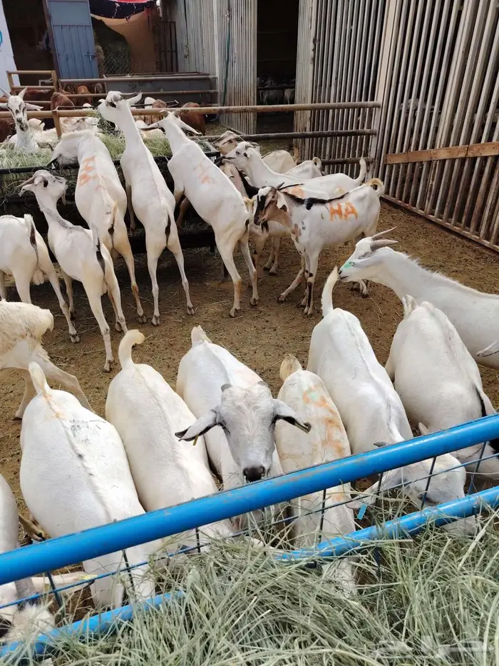 خصومات للتجار وأصحاب الملاحم.. وذبايحنا تتكلم عن نفسها 0
