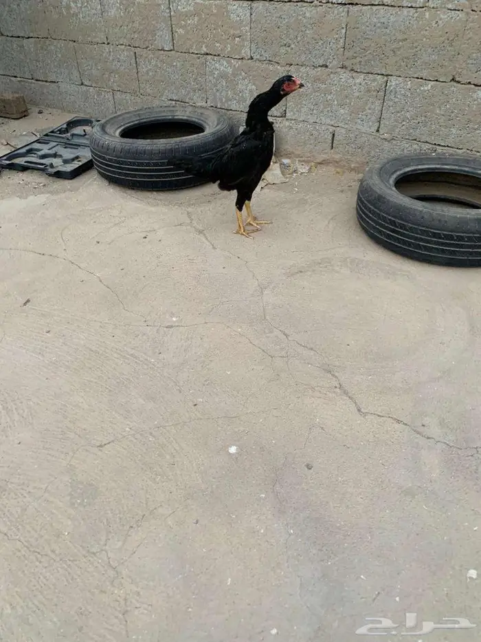 دجاجتين شامو الماني هزاز 2