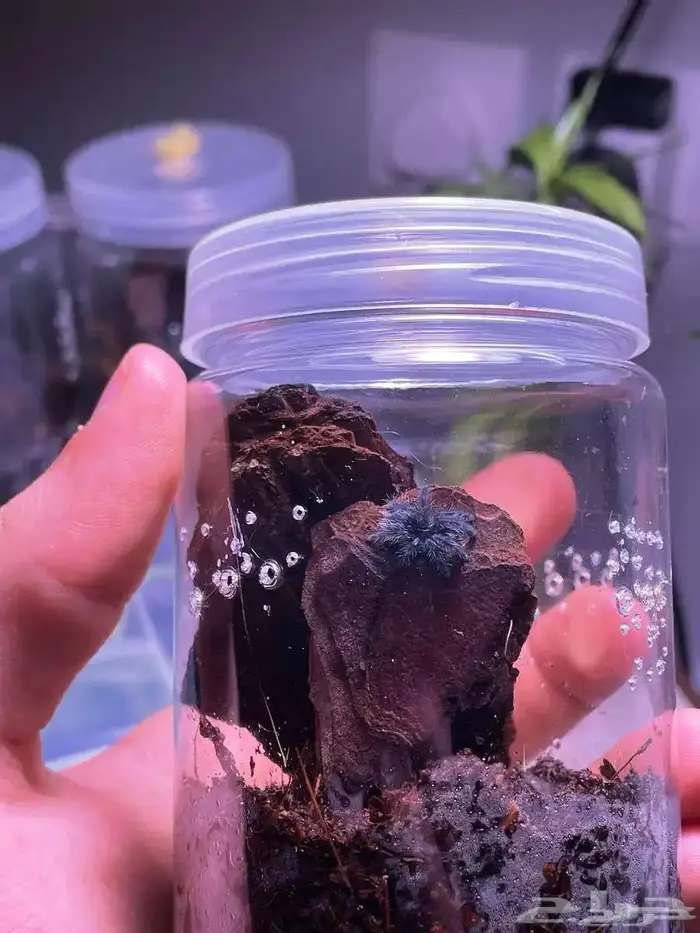 عنكبوت كاريبيان ترانتولا 1