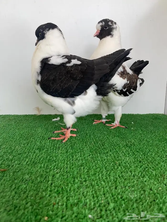 طبة مودينا قازي 1