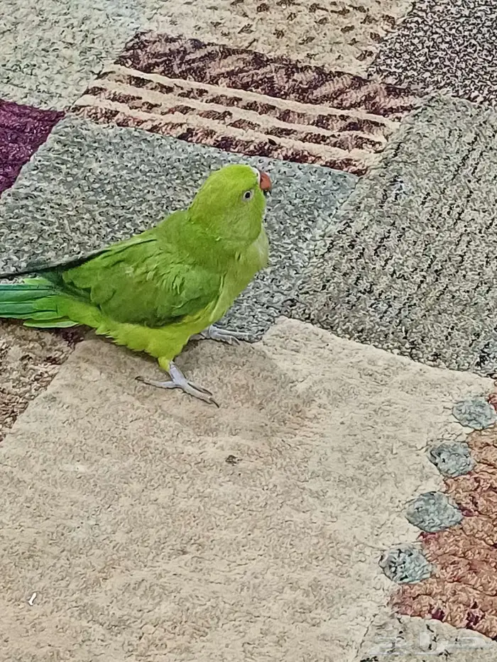 تم اللبع أنثى دره متكلمه جاهزة للإنتاج 2