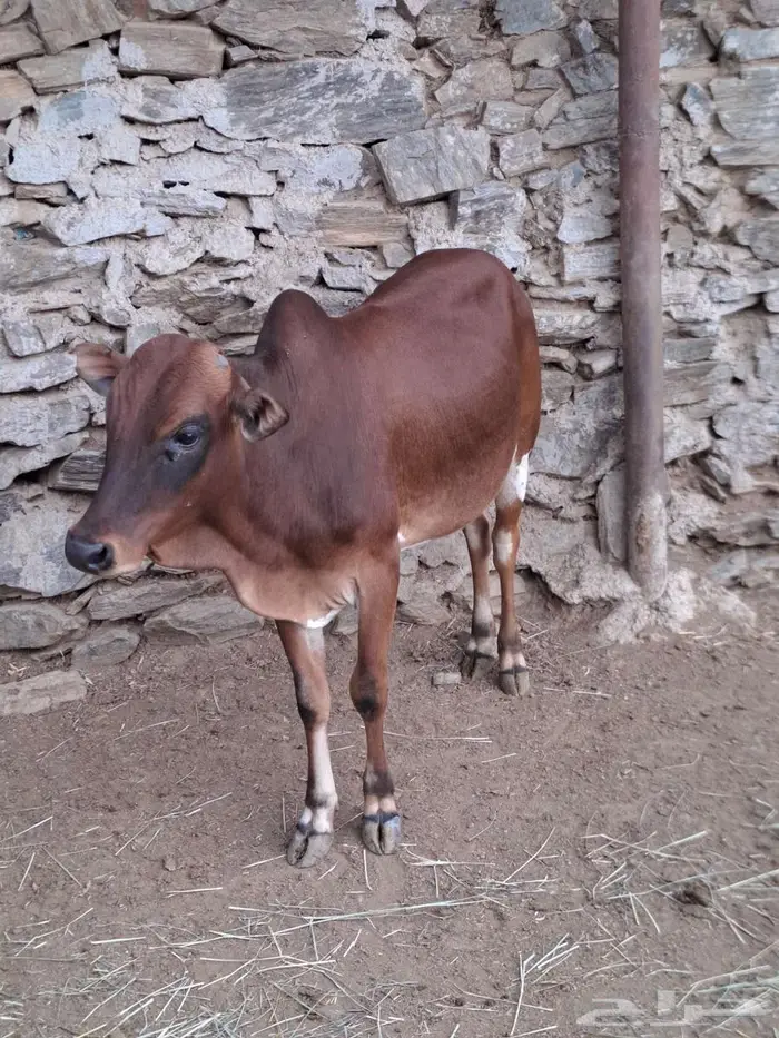 حسلان سمان 0