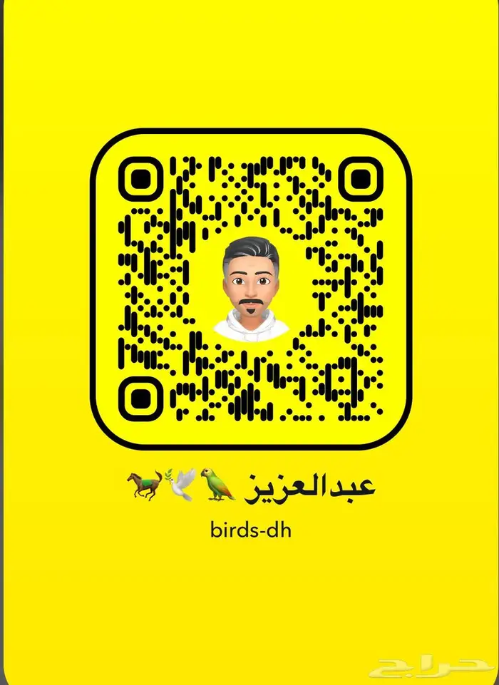 فروخ ببغاء سنغالي يويو 4