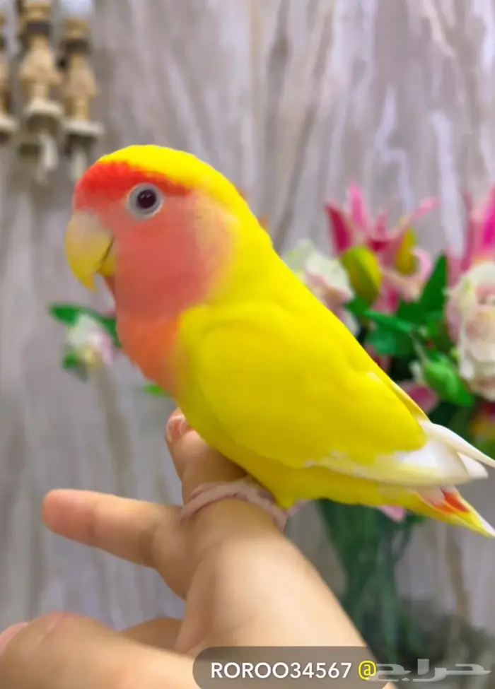 روز اليف هدد بداية كلام 2