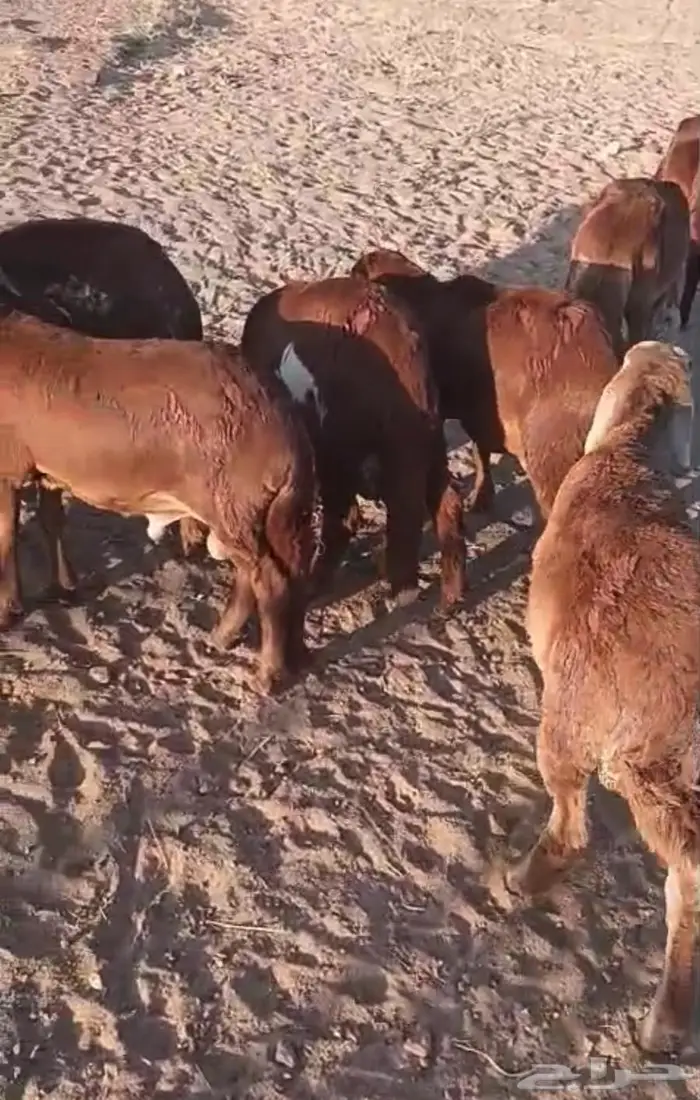 10 سواكني حمر 8