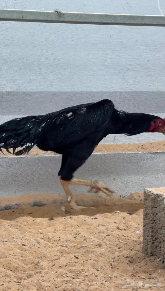 جوز شامو دم هزاز 2
