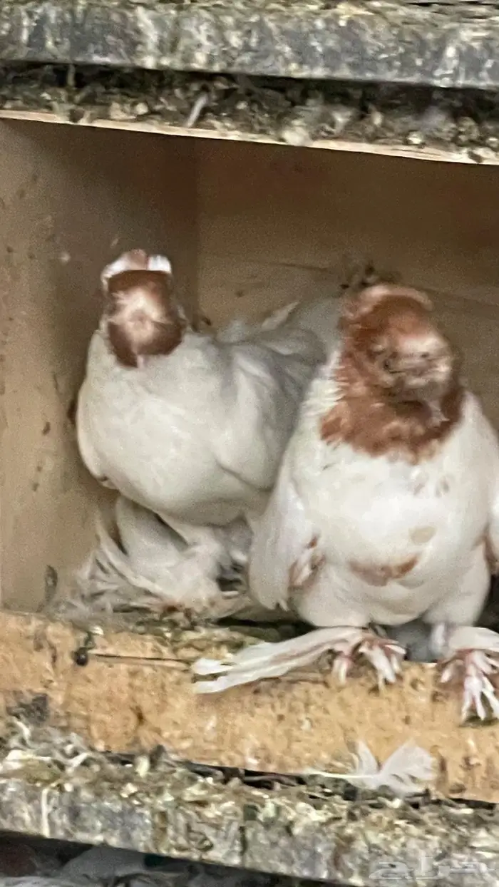اجواز ارشنجل منتجه 14