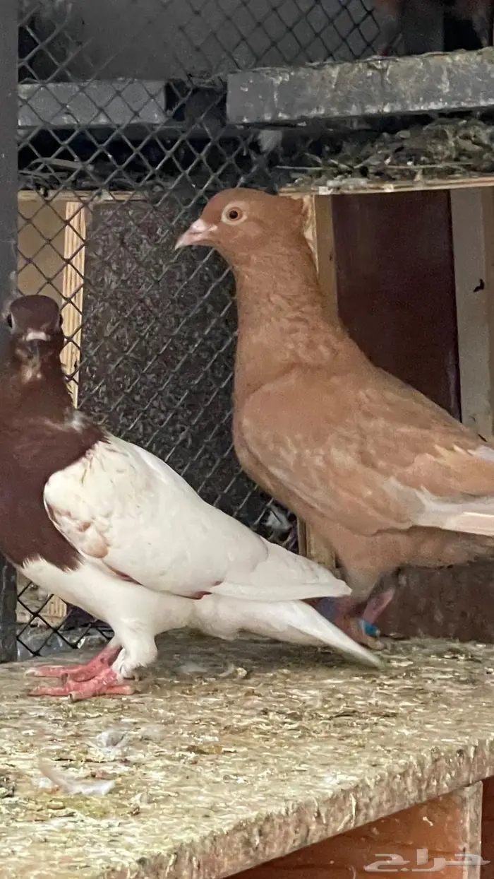 اجواز ارشنجل منتجه 9