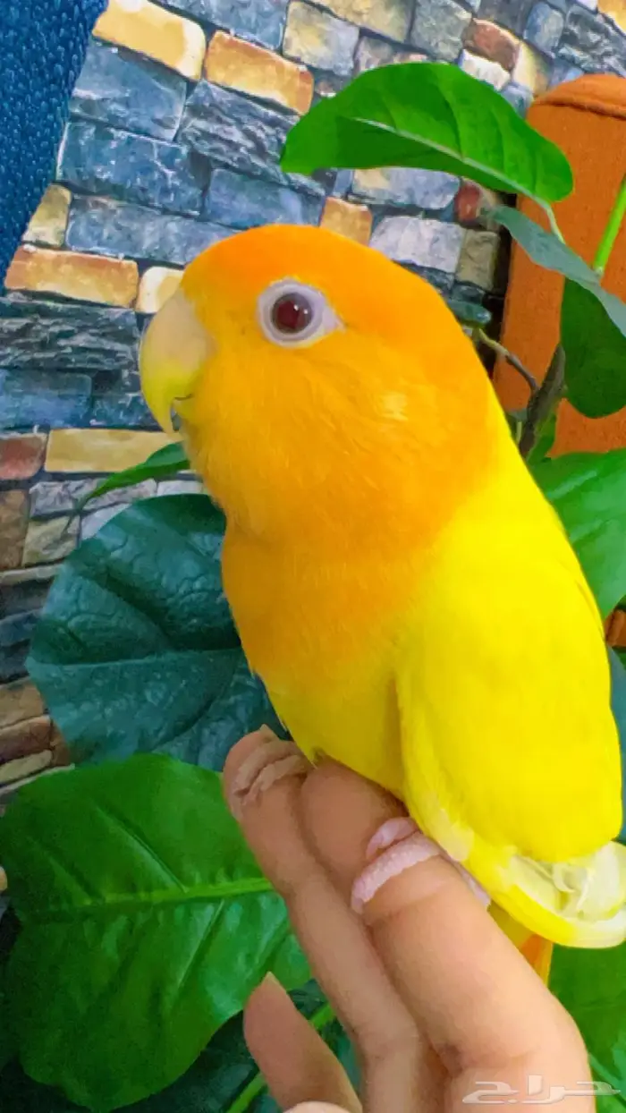 روز اليف 1