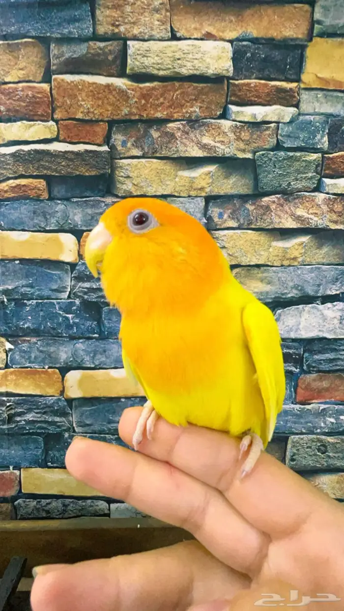 روز اليف 4
