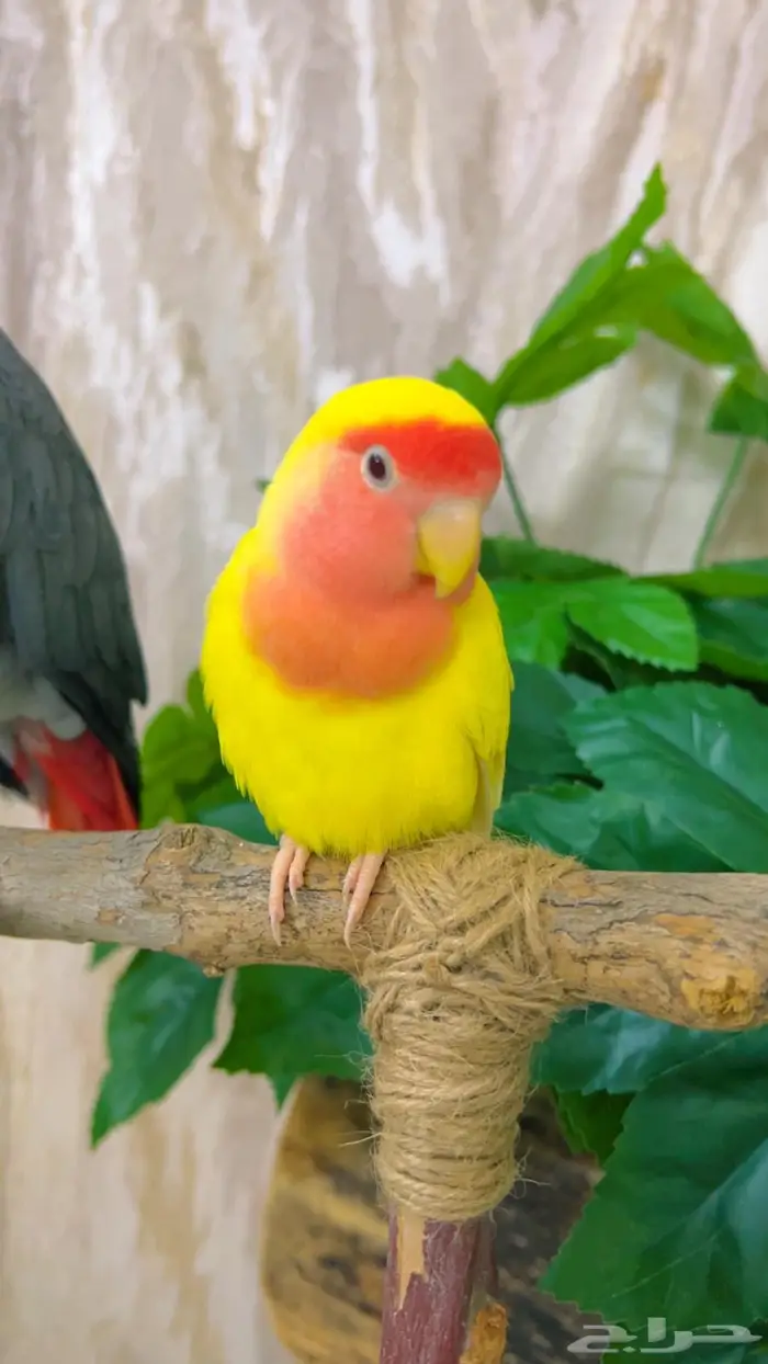 روز اليف هدد بداية كلام 8