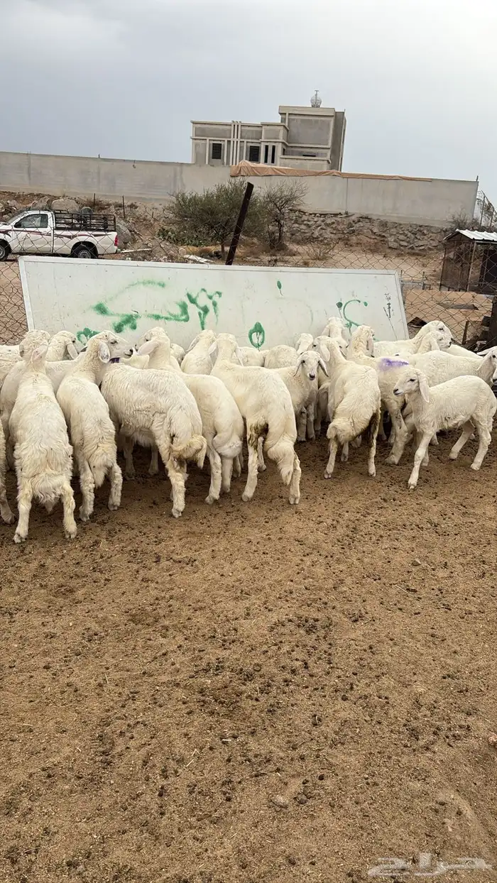 غنم للبيع جمله وتفريد وذبح وتوصيل 5