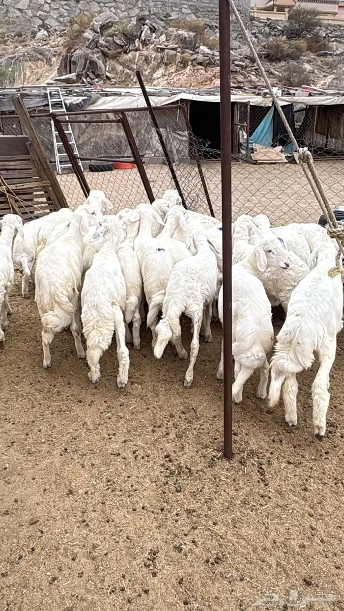 غنم للبيع جمله وتفريد وذبح وتوصيل 3