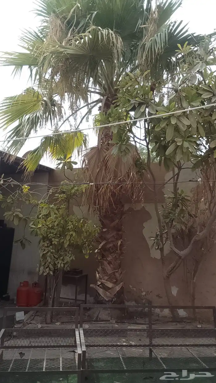 نخل واشنطوني 1