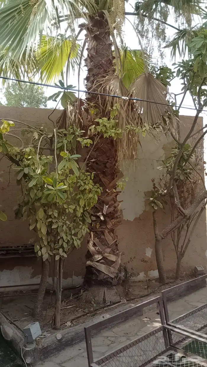 نخل واشنطوني 2