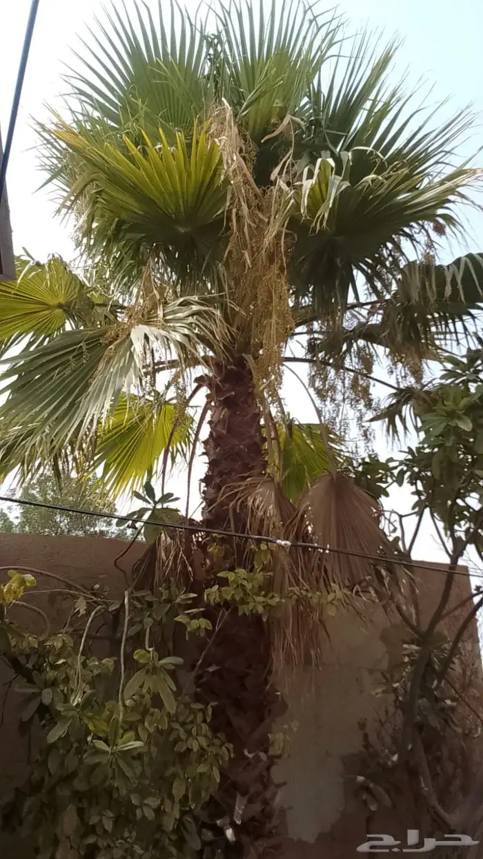 نخل واشنطوني 3