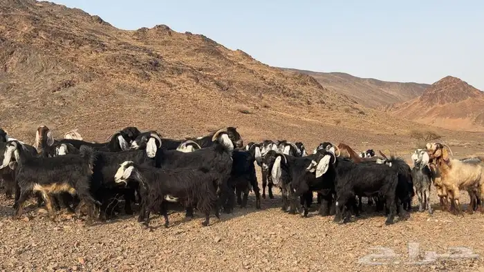 معزه عوارض صنف مضريع ودفيع 1
